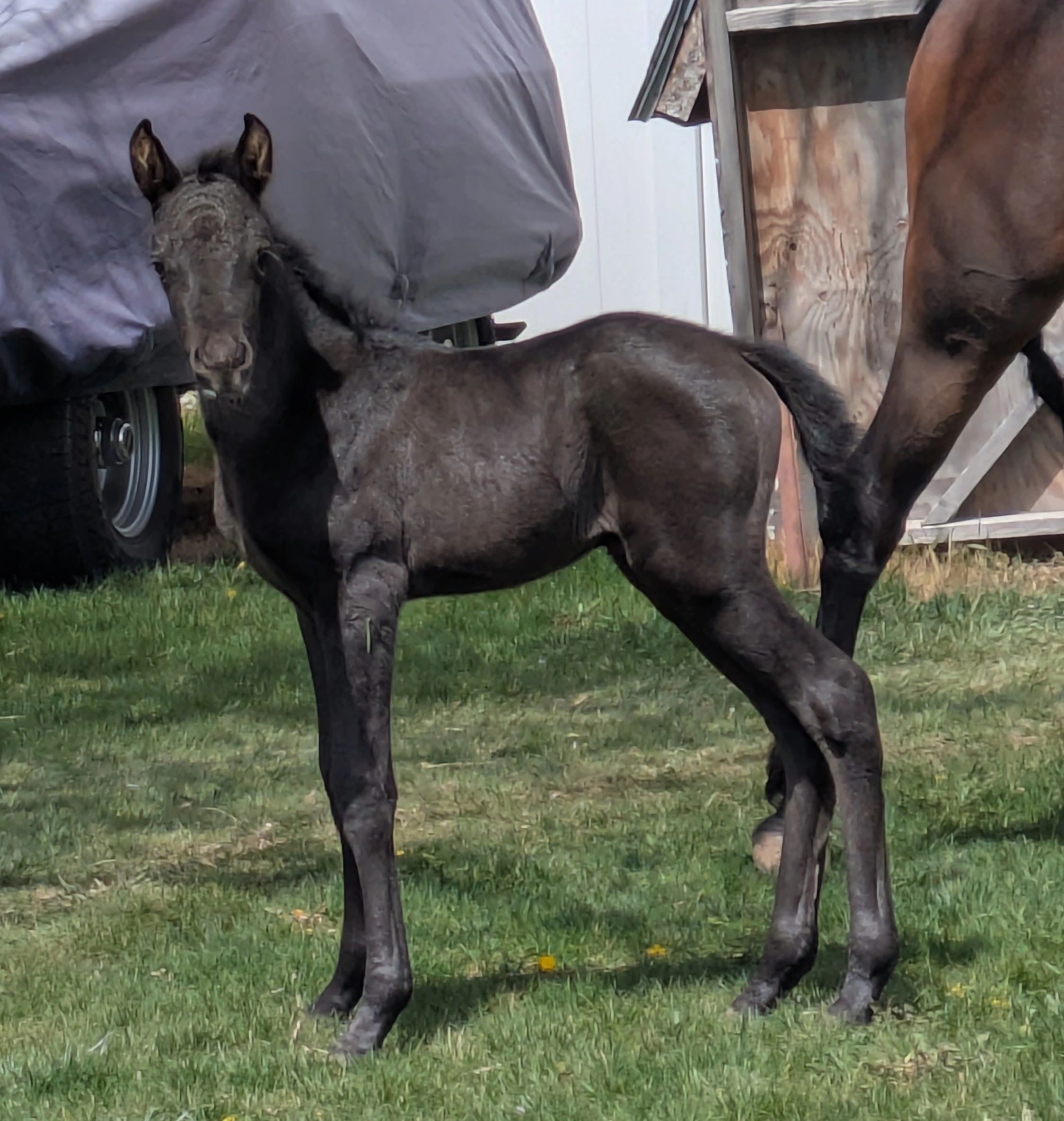 A young black foal standing on grass near a horse and covered vehicle.