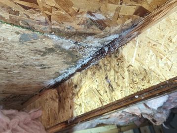 Mold removal in attic and crawlspace Water restoration near me 