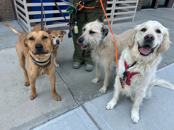 Dogs taking a break on a DooDog dog walking pack walk in Astoria Queens