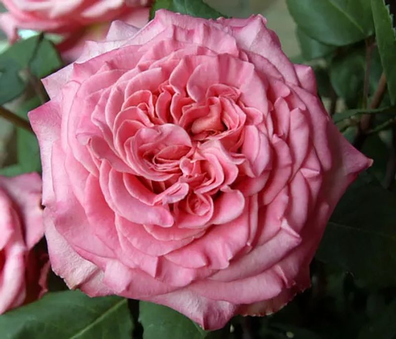 Garden Roses