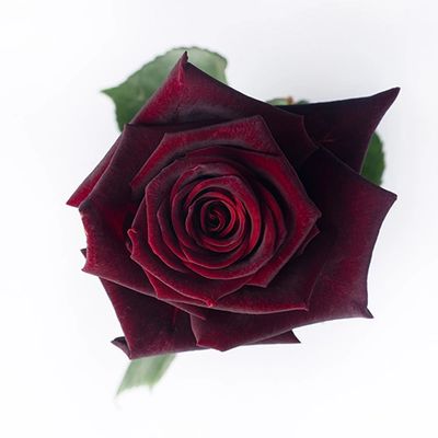 Black Baccara