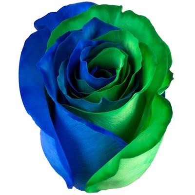 Bicolor Blue Green