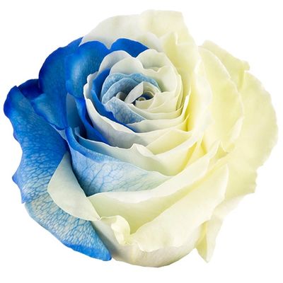 Bicolor Blue White