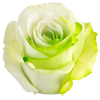 Bicolor Green White