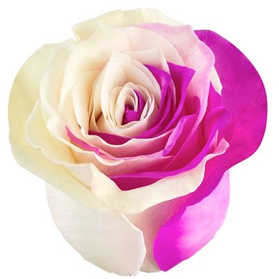 Bicolor Pink White