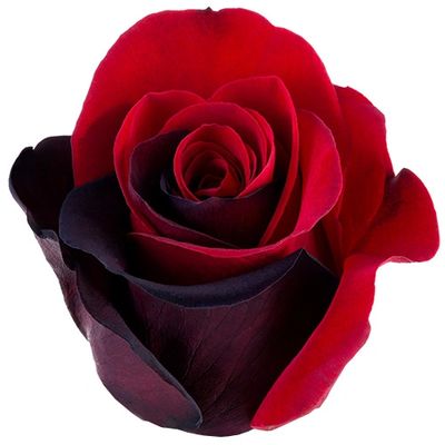 Bicolor Red Black