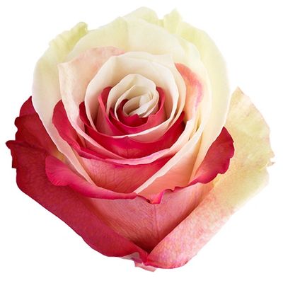 Bicolor Red White