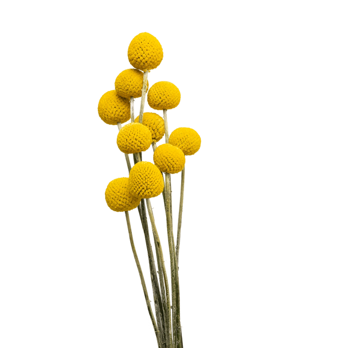 Billy Balls / Craspedia