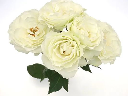 Blanche Spray