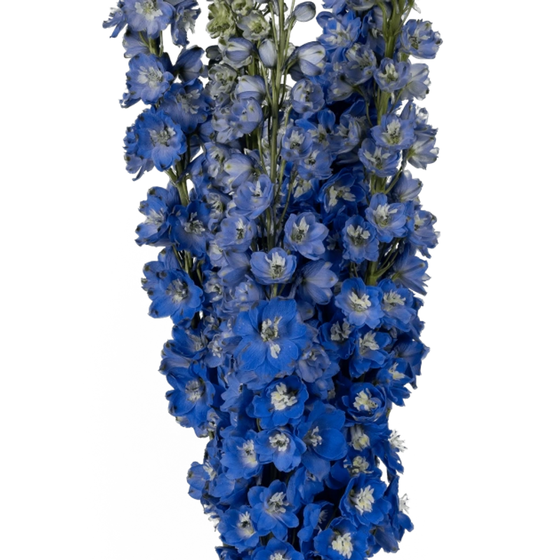 Delphinium