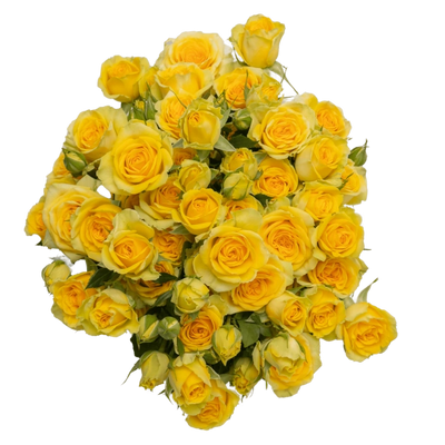 Brilliant Stars Yellow