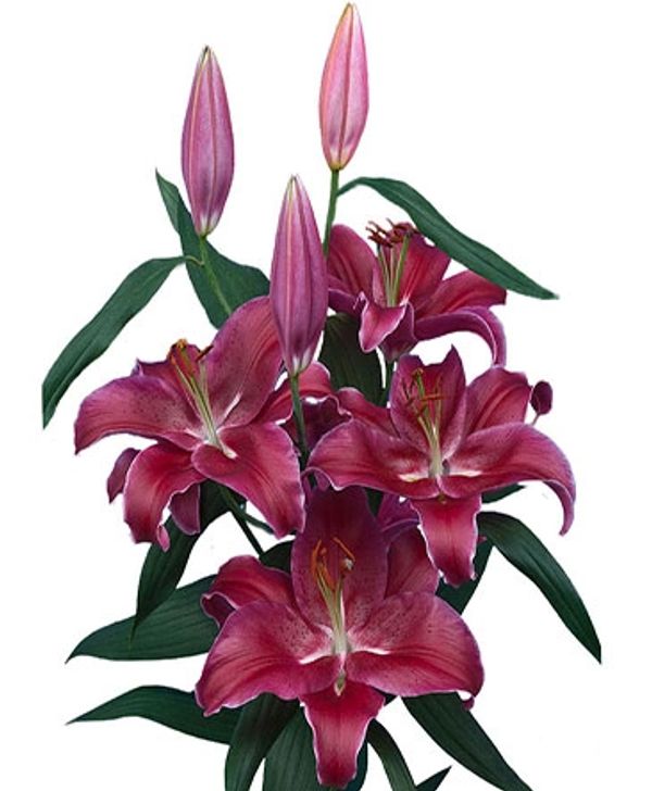 Pink Oriental Lilies