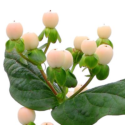 Coco Avanti