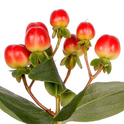 Coco Tango