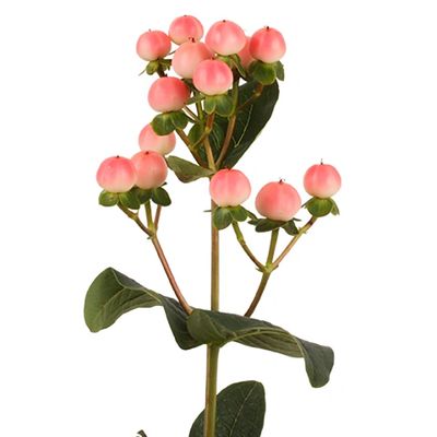 Coco Tiamo
