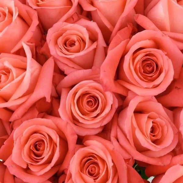 Coral