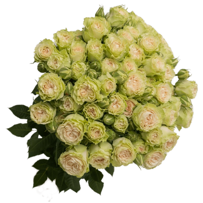 Fibonacci Green