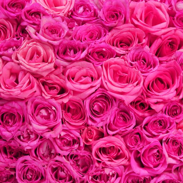 Hot Pink