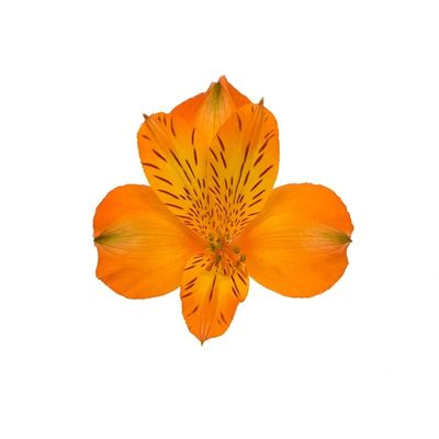 Jaffa