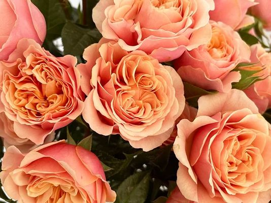 Just Peachy Spray
