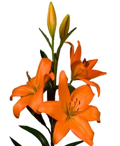 Orange Eremo