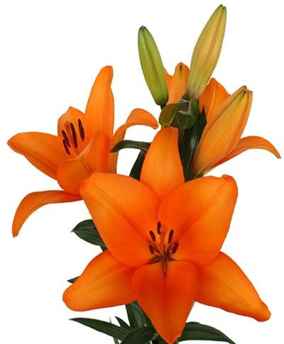 Orange Honesty