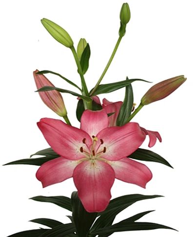 Pink Arbatax