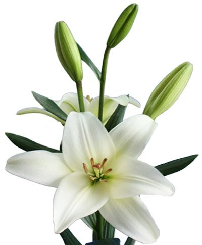 White Bach