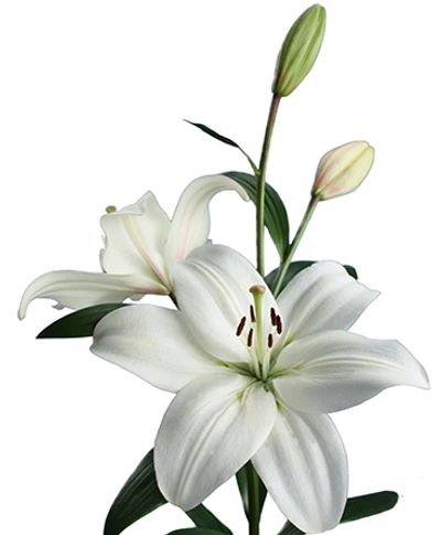 White Litouwen