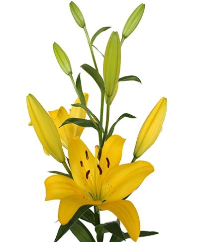 Yellow Diamond