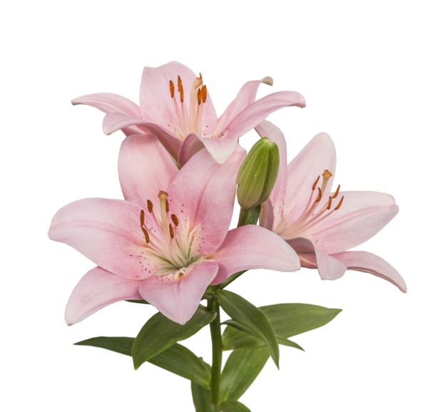 L.A. Lilies