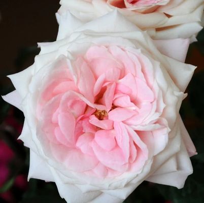 Mayra's Bridal Pink