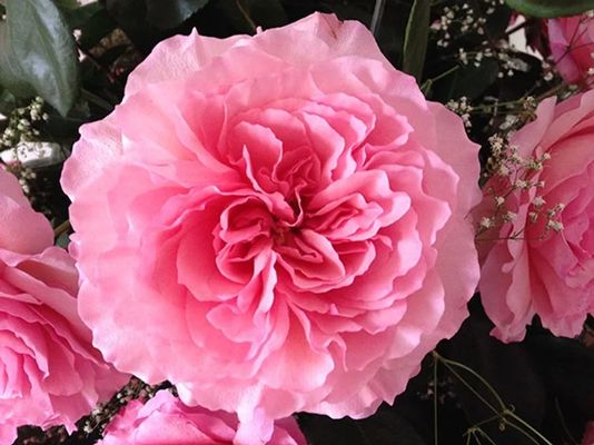 Mayra's Rose
