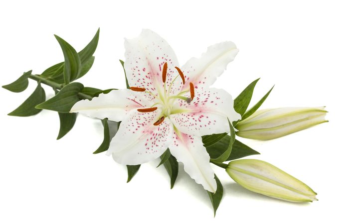 White Oriental Lilies