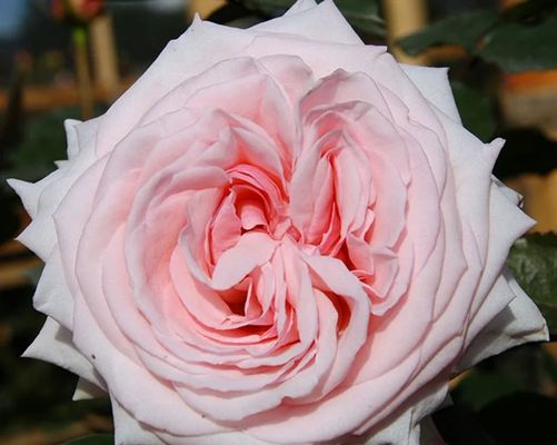 Pink O'Hara