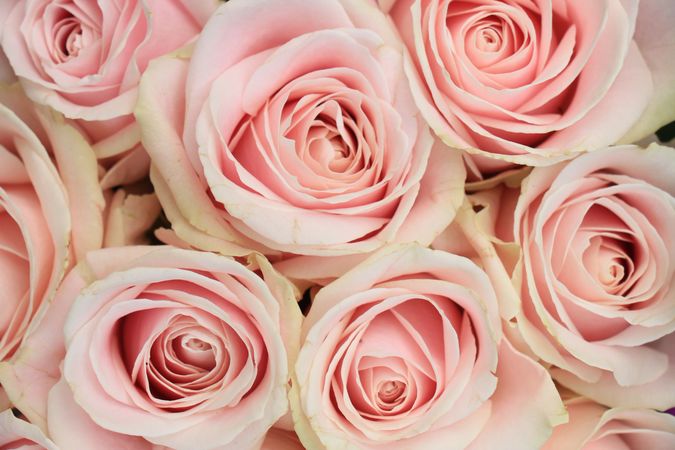 Light Pink