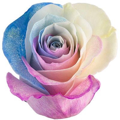 Rainbow Blue Hot Pink Pastel