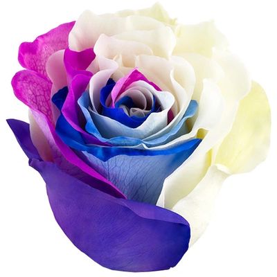 Rainbow Blue Hot Pink