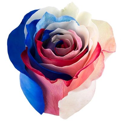 Rainbow Blue Red