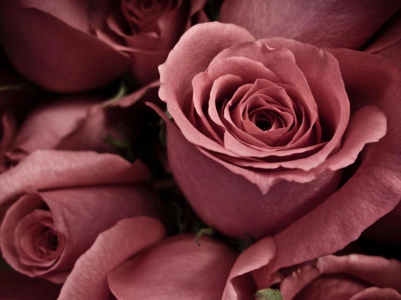 Rose Collection