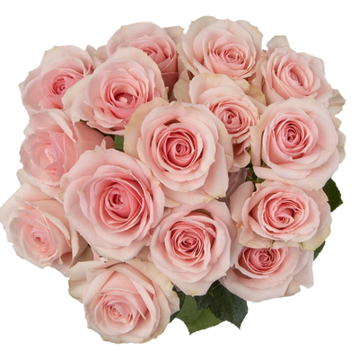 Star Blush
