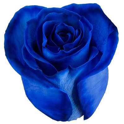 Tinted Blue