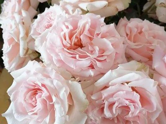 Wedding Rose