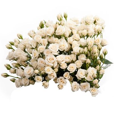 White Majolika