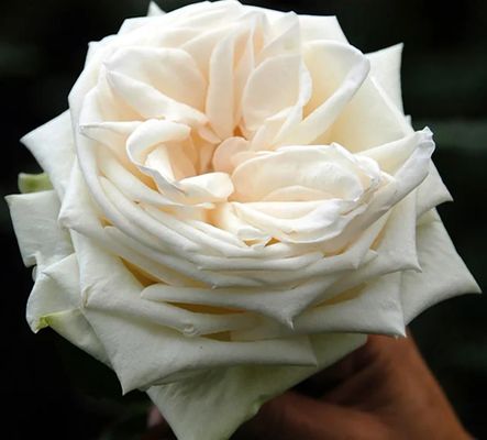 White O'Hara