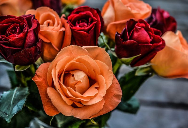Fresh cut roses