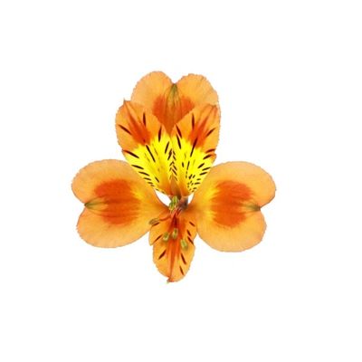 Orange Queen