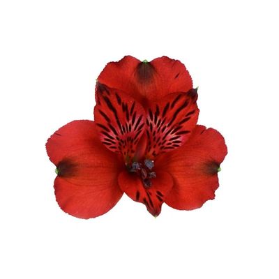 Red Delight