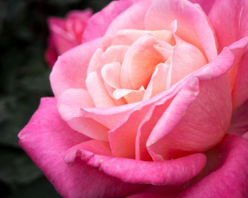Garden Type Roses