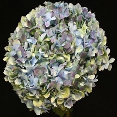 Blue Antique